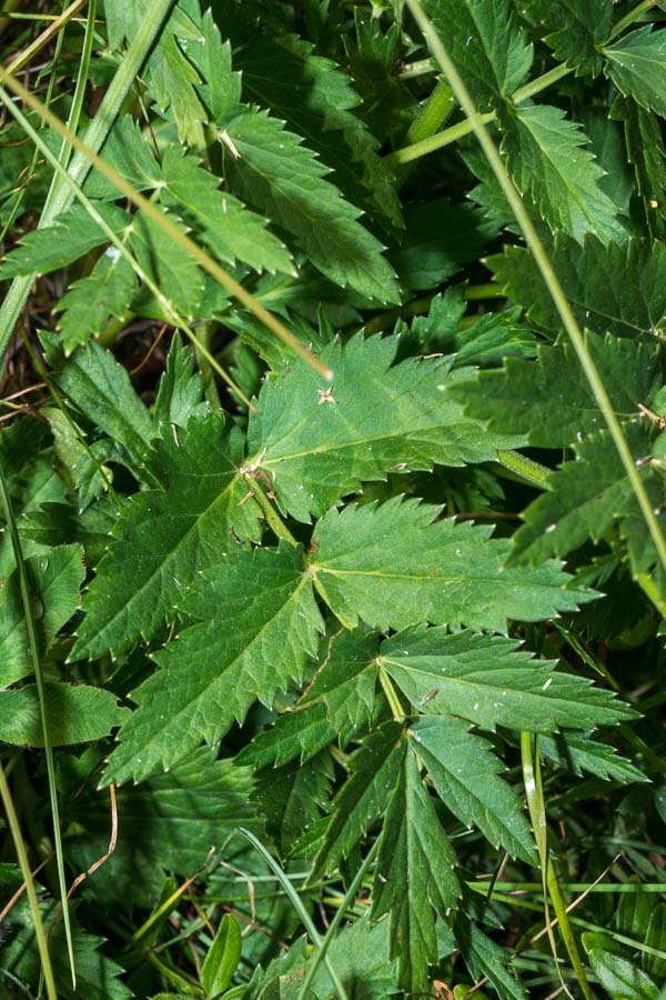 Pimpinella major / Pimpinella maggiore